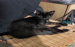 British Shorthair cats for sale: 2 black male kittens  - Image 11