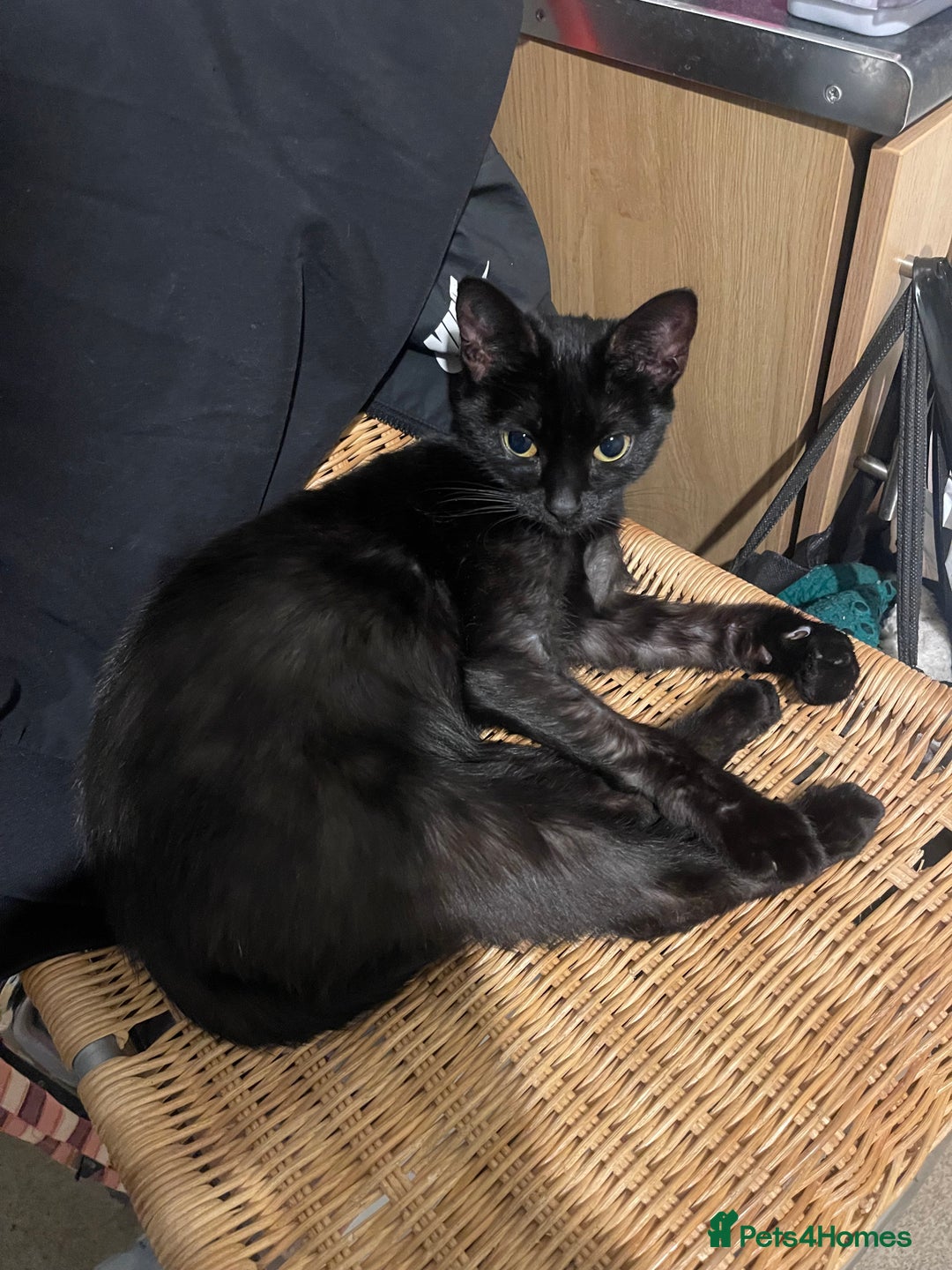 British Shorthair cats for sale: 2 black male kittens  - Image 11