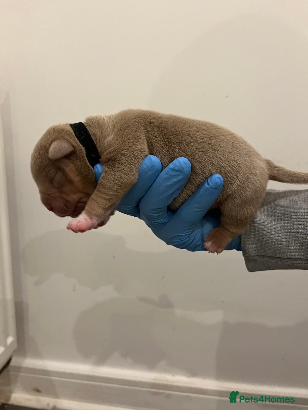 American Bully dogs for sale: BEAUTIFUL pocket bullies  - Advert 4