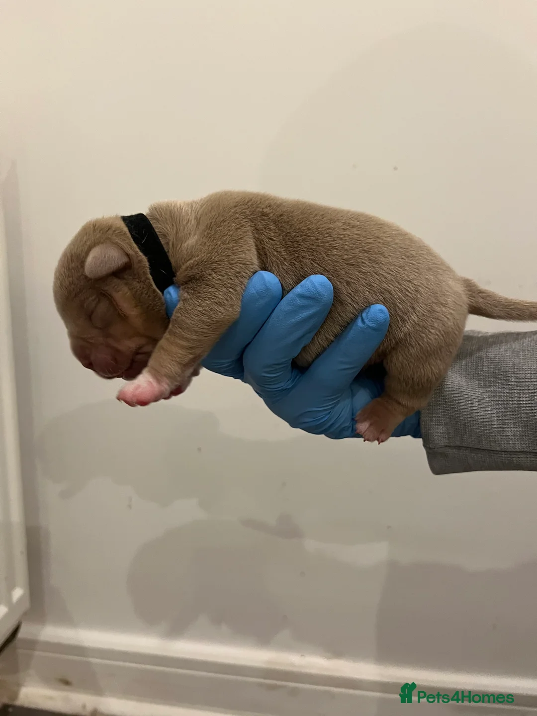 American Bully dogs for sale: BEAUTIFUL pocket bullies  - Advert 8