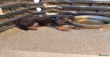 German Shepherd dogs - Advert 3
