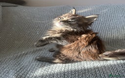 Maine Coon cats for sale: 5 tica registered mainecoon kittens  - Image 14