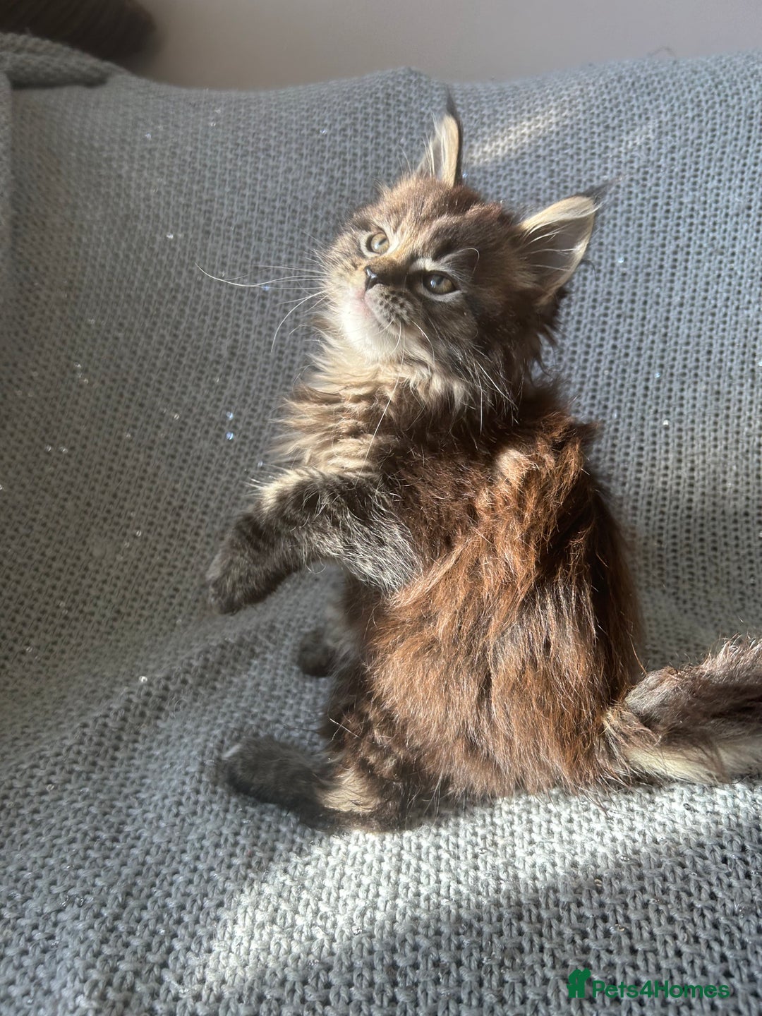 Maine Coon cats for sale: 5 tica registered mainecoon kittens  - Image 14