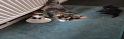Mixed Breed cats for sale: Beautiful litter of 4 mixed sex in Ashbourne - Advert 5