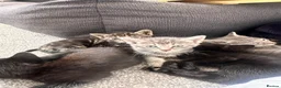Bengal cats for sale: 🩶 Silver & Black Bengal x Bombay Kittens - Advert 11