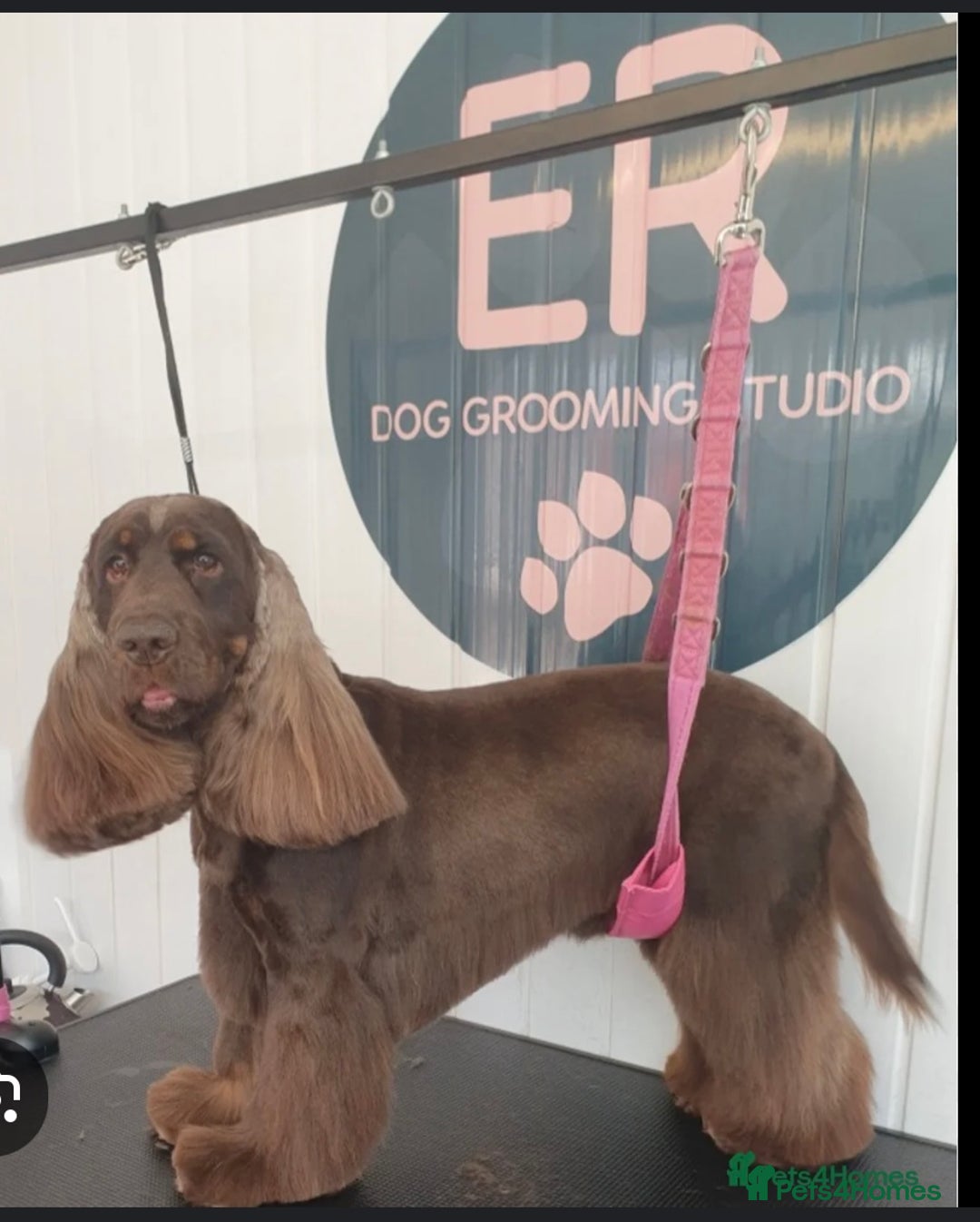 Cocker Spaniel dogs for sale: Top quality fully health tested show cocker pups - Image 8