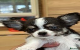 Chihuahua dogs for sale: Chihuahua  - Image 27