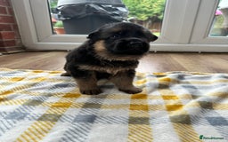 German Shepherd dogs for sale: KC show line German Shepherd puppies - Image 11