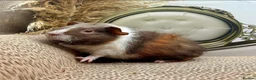 Guinea Pig rodents for sale: Gorgeous Female Guinea pigs for sale  - Advert 4