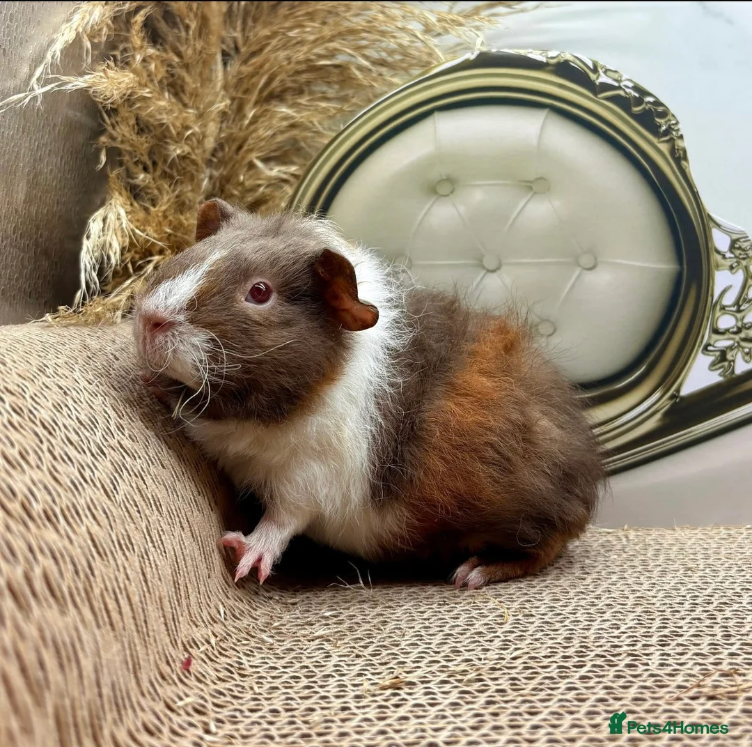 Guinea Pig rodents for sale: Gorgeous Female Guinea pigs for sale  - Advert 4