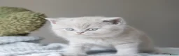 British Shorthair cats for sale: 🐾 Beautiful British Shorthair Kittens🐾 - Advert 5