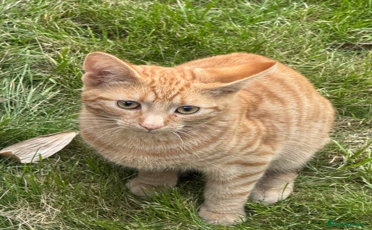 Domestic Shorthair cats - Advert 3