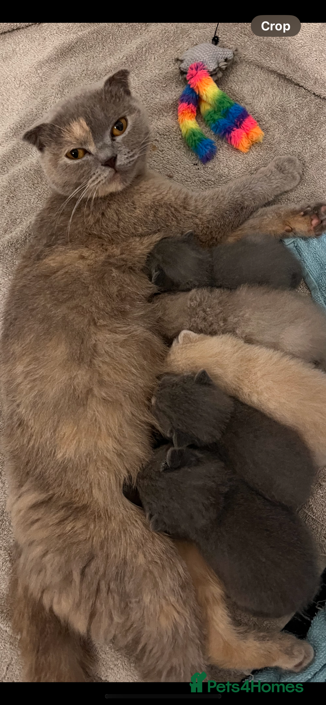 Scottish Fold cats for sale: Scottish Fold Kittens - Image 7