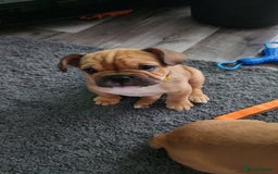 Mixed Breed dogs for sale: Minibulls/frenchlish puppies for sale  - Image 7