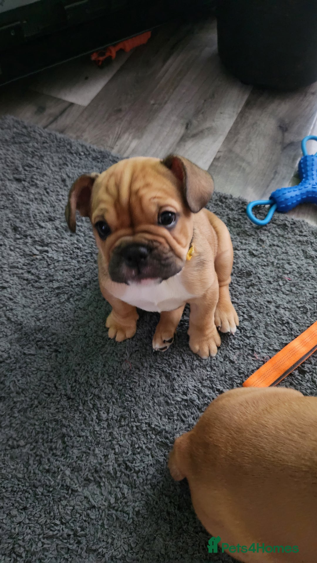 Mixed Breed dogs for sale: Minibulls/frenchlish puppies for sale  - Image 7