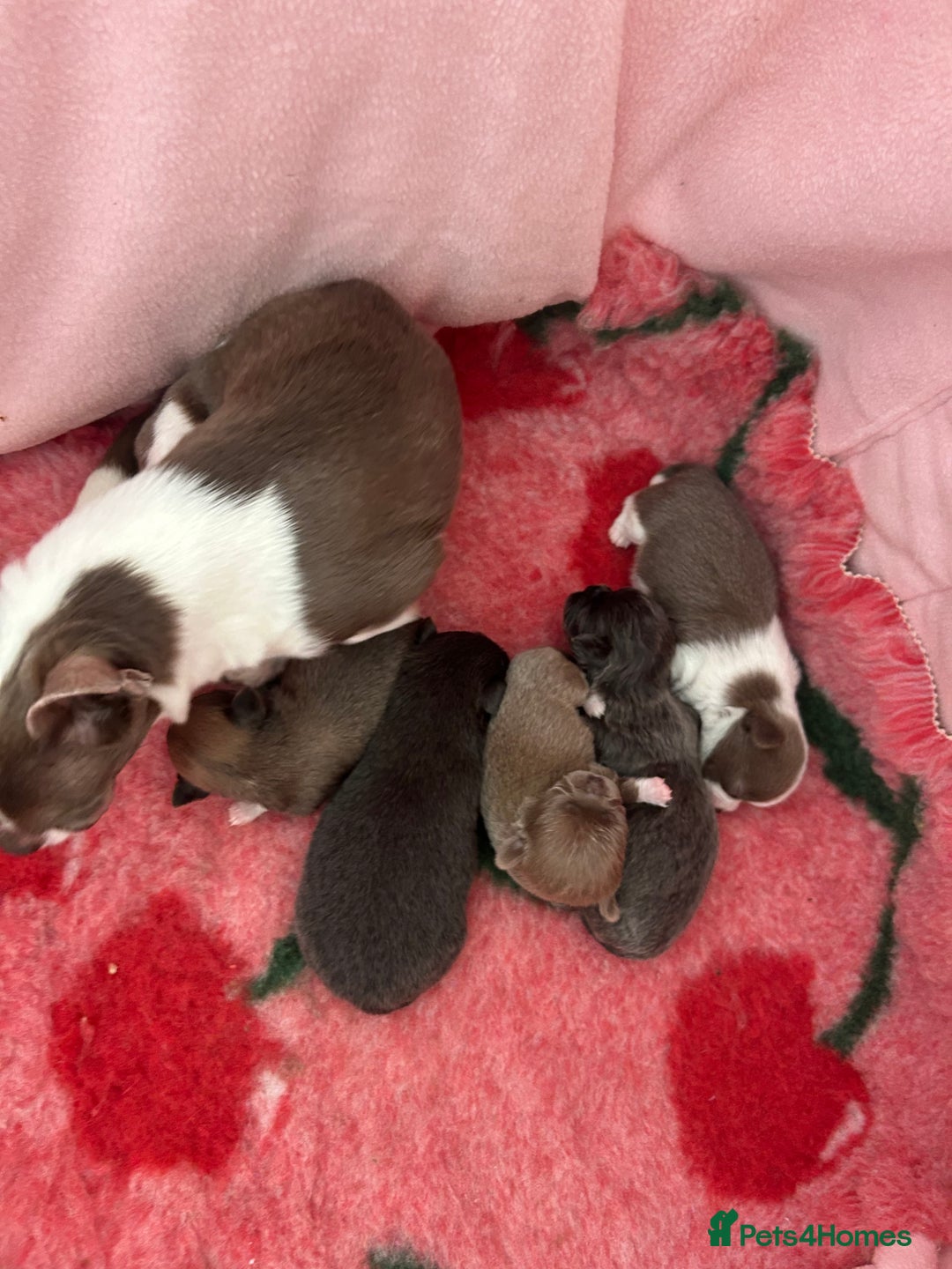 Chihuahua dogs for sale: ❤️stunning chihuahua pups❤️ - Image 10