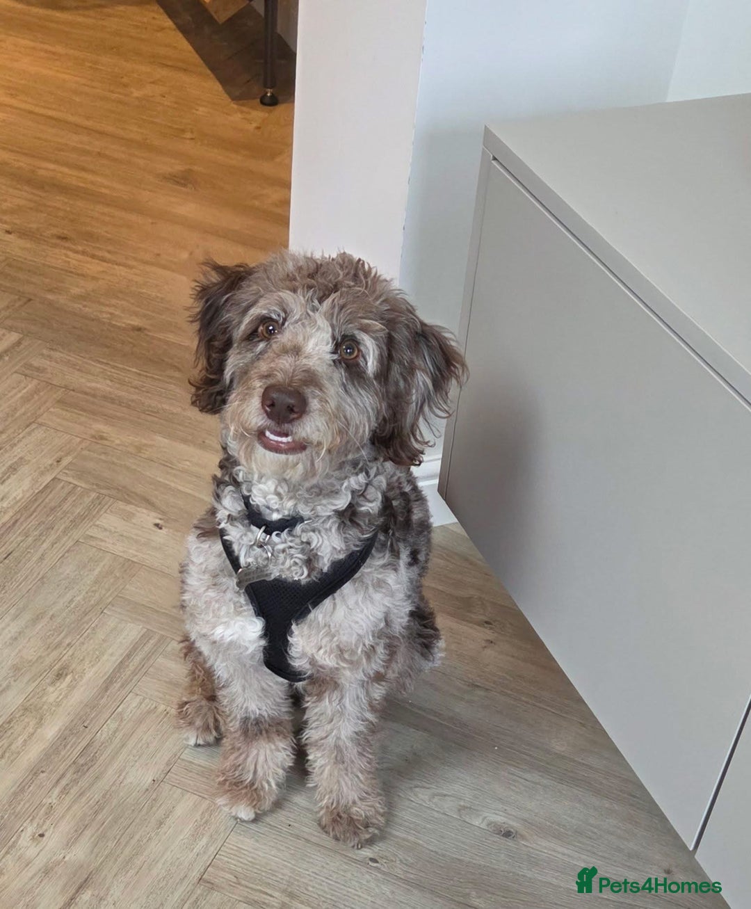 Bordoodle dogs for sale: F1 & F1b Bordoodle pups expected - Advert 18