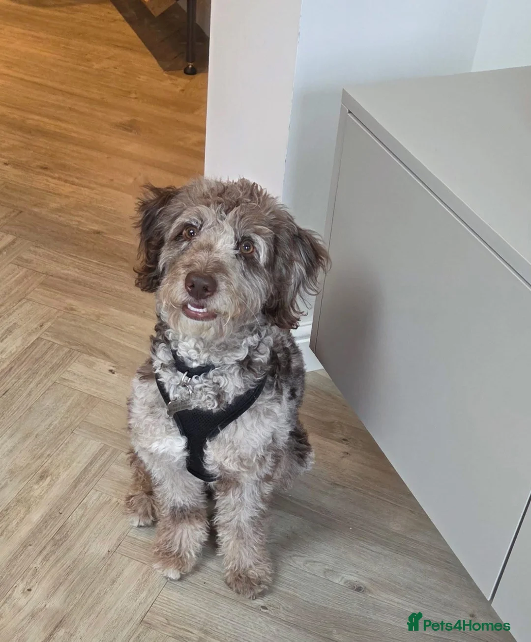 Bordoodle dogs for sale: F1 & F1b Bordoodle pups expected - Advert 18