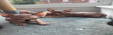 Sphynx 1