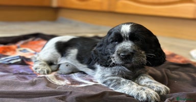 Cocker Spaniel dogs - Advert 16