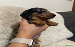 Miniature Dachshund dogs for sale: Miniature daschund puppies - Advert 6