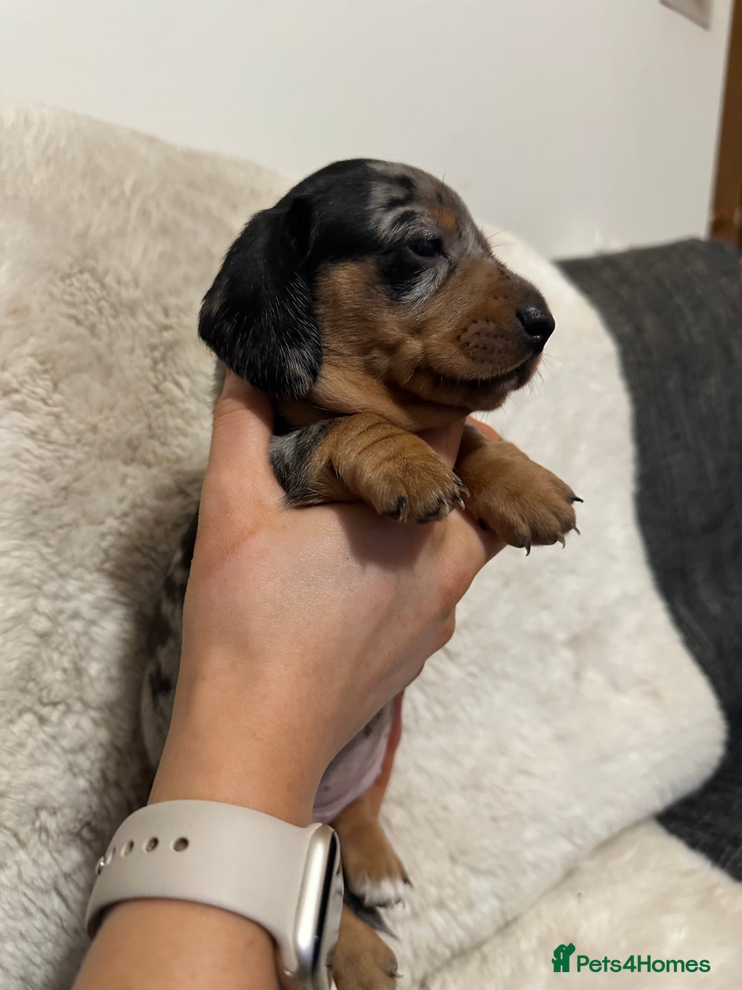 Miniature Dachshund dogs for sale: Miniature daschund puppies - Advert 6
