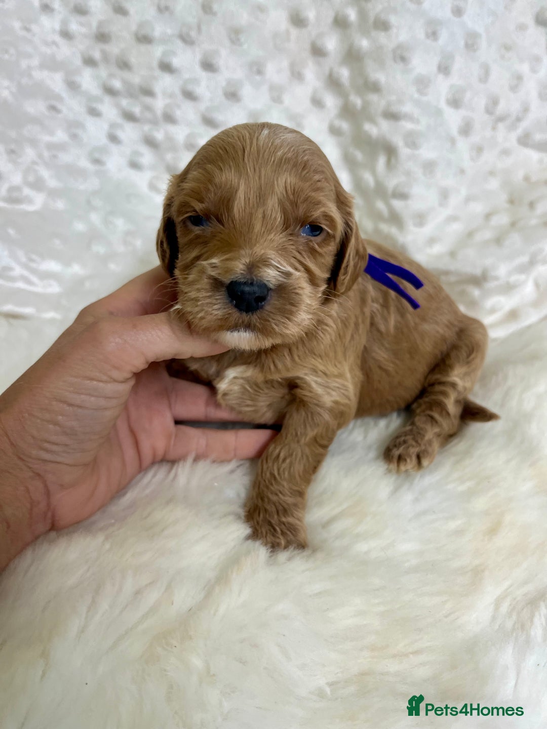 Mini Goldendoodle dogs for sale: Top Quality Miniature Goldendoodle puppies - Advert 19
