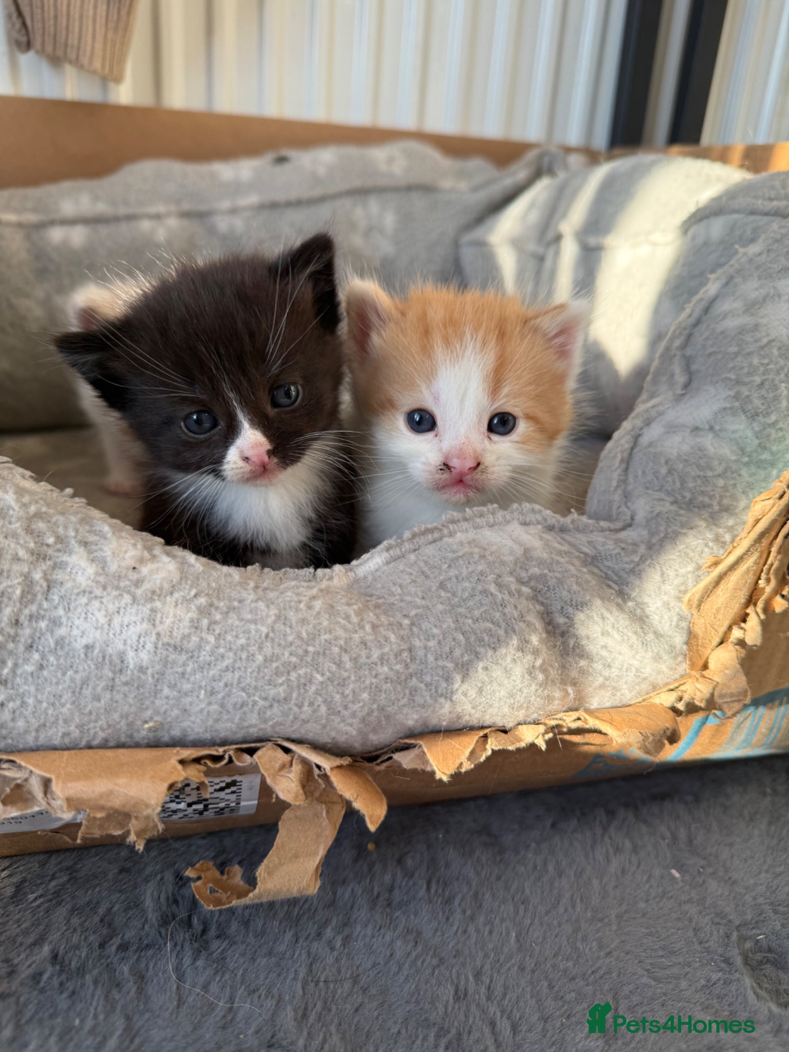 Mixed Breed cats 4 absolutely gorgeous kittens for sale  - Advert 19