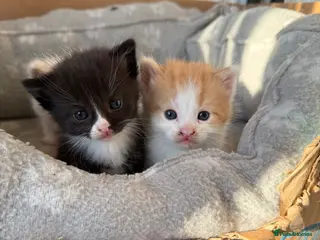 Mixed Breed cats 4 absolutely gorgeous kittens for sale - Advert 19