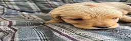 Cockapoo dogs for sale: Cockapoos in Bodmin - Advert 7