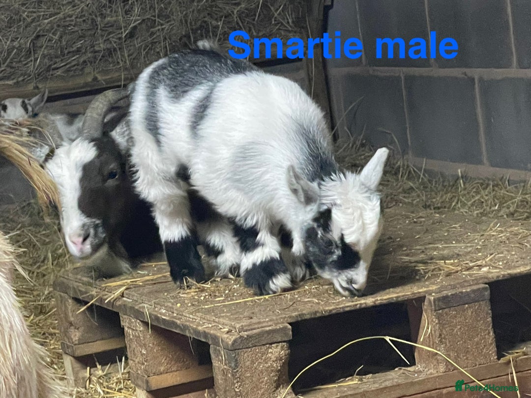 Goats livestock for sale: Pedigree Registered Pygmy Goat Kids - Advert 6