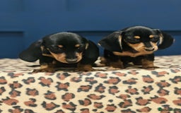 Miniature Dachshund dogs for sale: Short Haired Miniature Dachshunds - Image 14