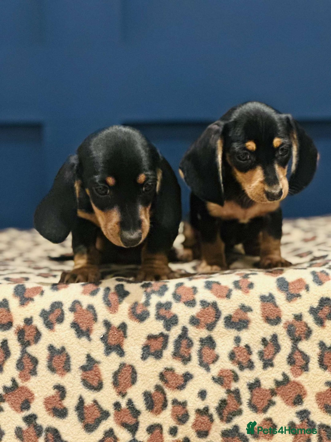 Miniature Dachshund dogs for sale: Short Haired Miniature Dachshunds - Image 14