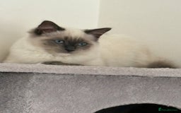 Ragdoll cats for sale: 5 beautiful Ragdoll kittens- 6 months old - Image 13