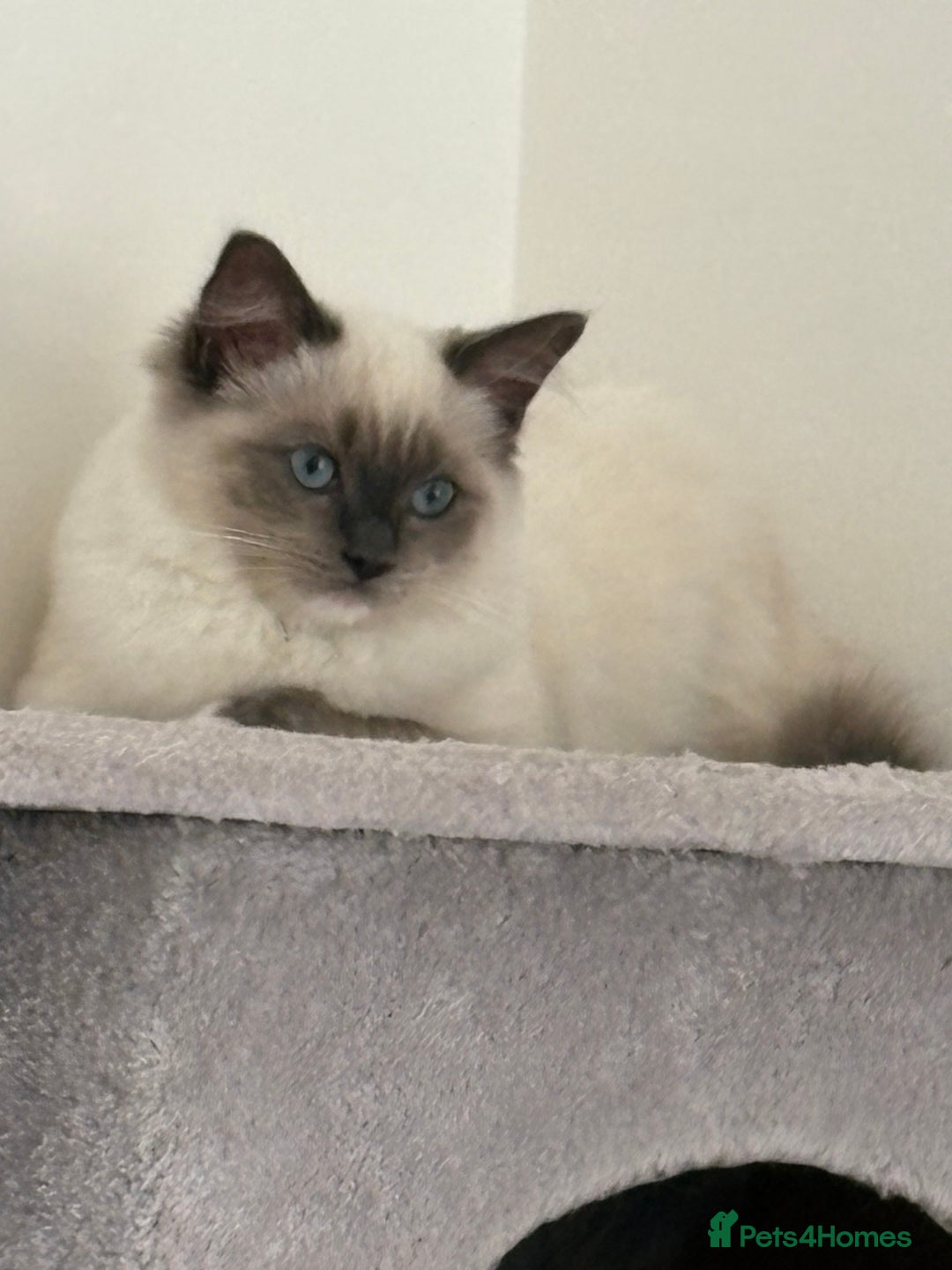 Ragdoll cats for sale: 5 beautiful Ragdoll kittens- 6 months old - Image 13