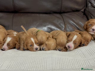 Cavapoo dogs Gorgeous F1 Cavapoo puppies. Health tested parents - Advert 9