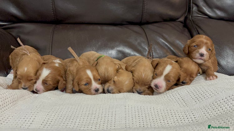Cavapoo dogs Gorgeous F1 Cavapoo puppies. Health tested parents - Advert 10
