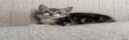 Maine Coon cats for sale: STUNNING MAINE COON KITTENS - Advert 7