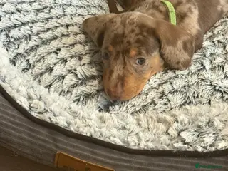 Miniature Dachshund dogs Adorable Miniature Puppies available - Advert 11