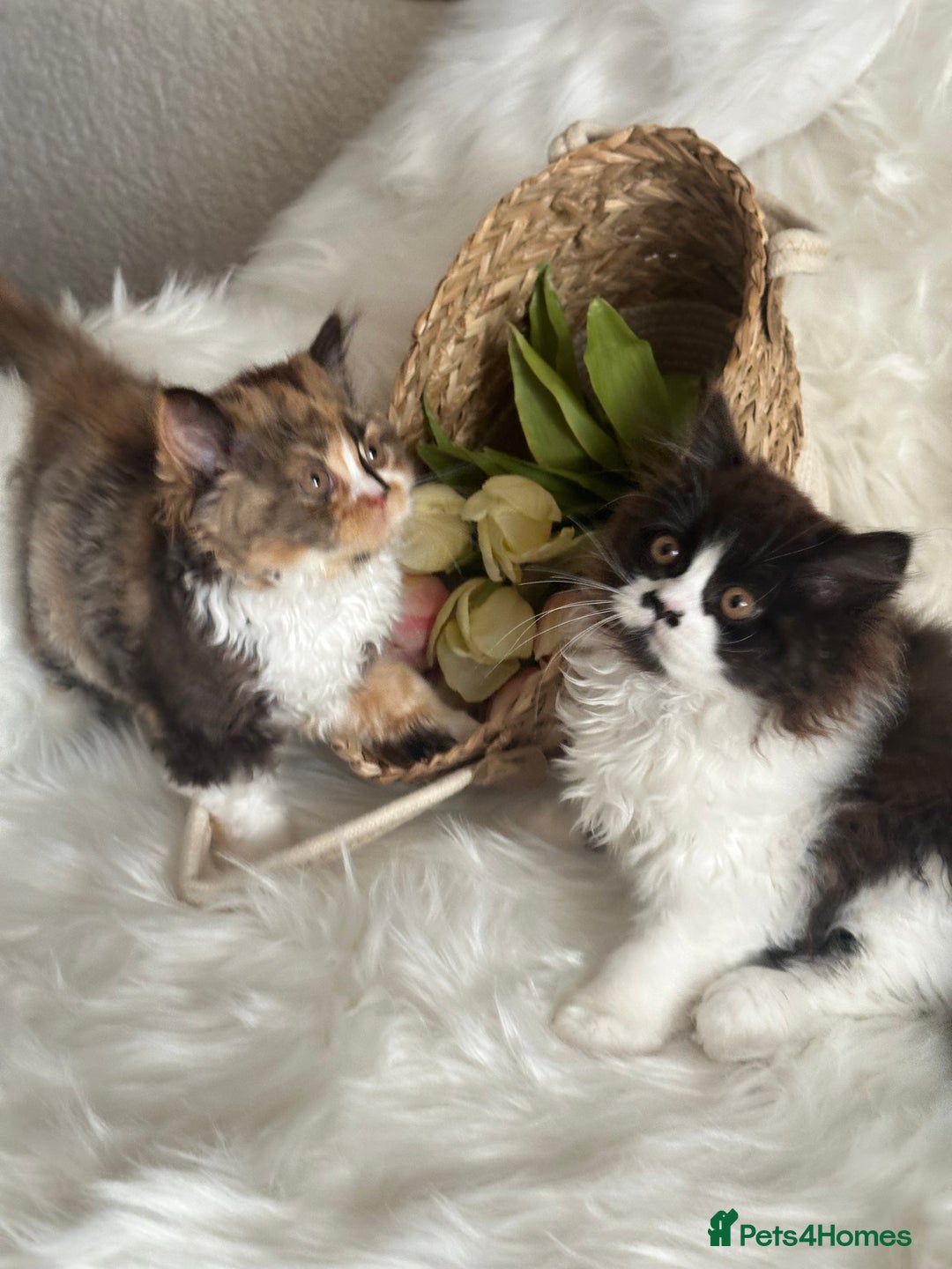British Shorthair cats for sale: Pedigree Champion line BLH/BSH kittens 🩵🩷💙 - Image 20