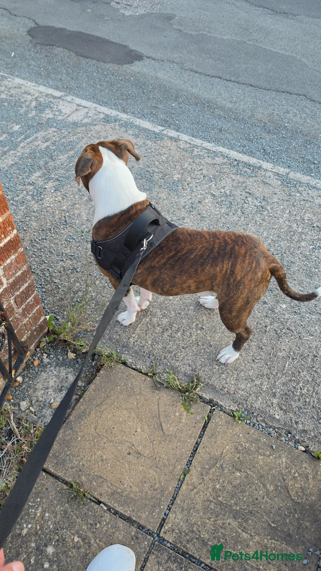 Mixed Breed dogs for sale: Reggie in Wrexham - Advert 3