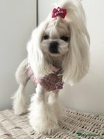 Maltese dogs - Advert 6