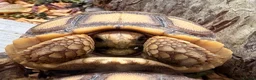 Tortoise reptiles for sale: Stunning Sulcata Tortoises for Sale – 8 Months Old - Advert 3