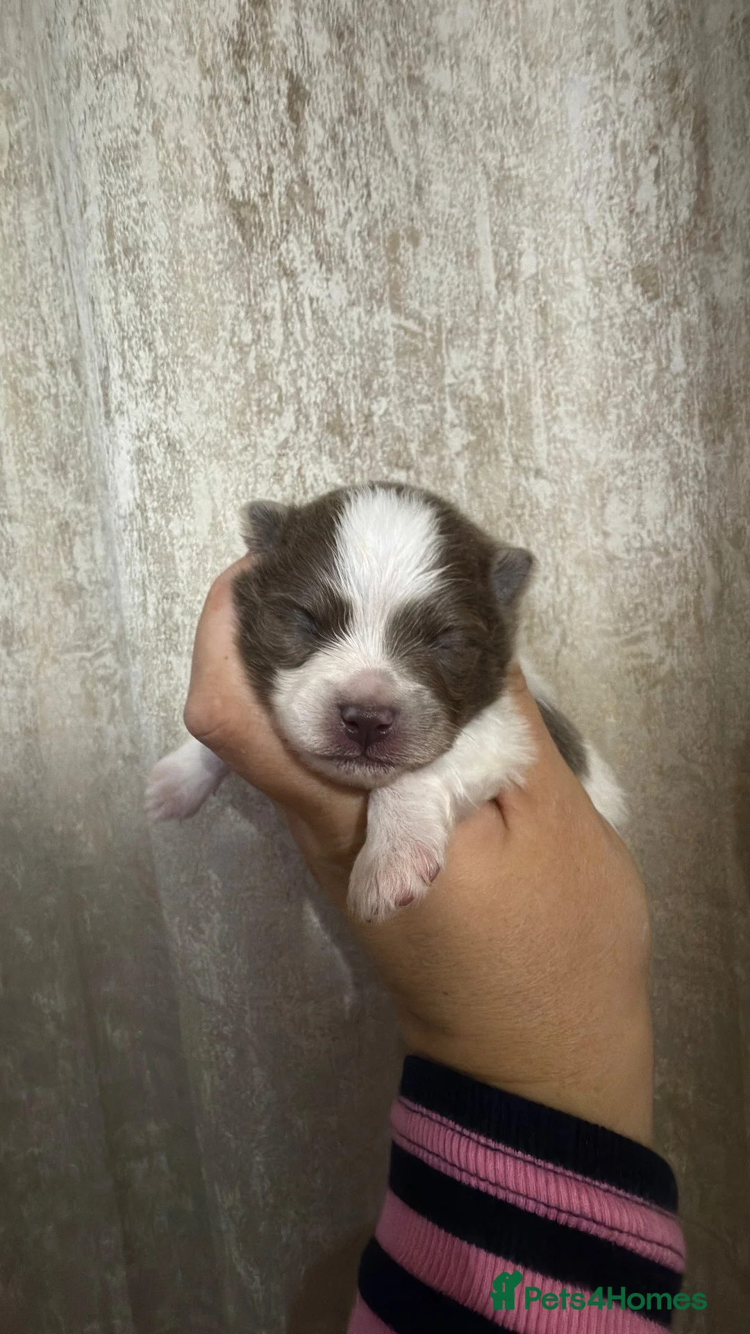 Pomeranian dogs for sale: Champion bloodline, kc reg Pomeranian pups  - Advert 1