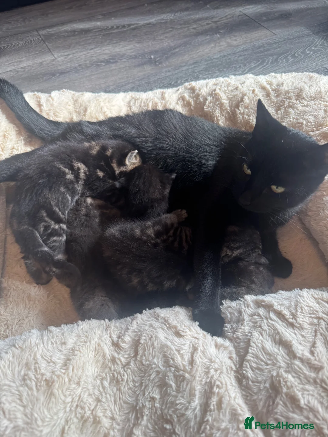 Mixed Breed cats for sale: Super cute kittens  - Advert 7