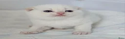 Scottish Fold cats for sale: Stunning Scottish Fold Kittens in Newtownabbey - Advert 5