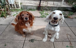 Cockapoo dogs for sale: Cockapoo puppies available for pickup - Image 3
