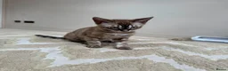 Bengal cats for sale: ⭐⭐⭐ Stunning Rare Charcoal Mink Bengal Kitten ⭐⭐⭐ - Advert 7