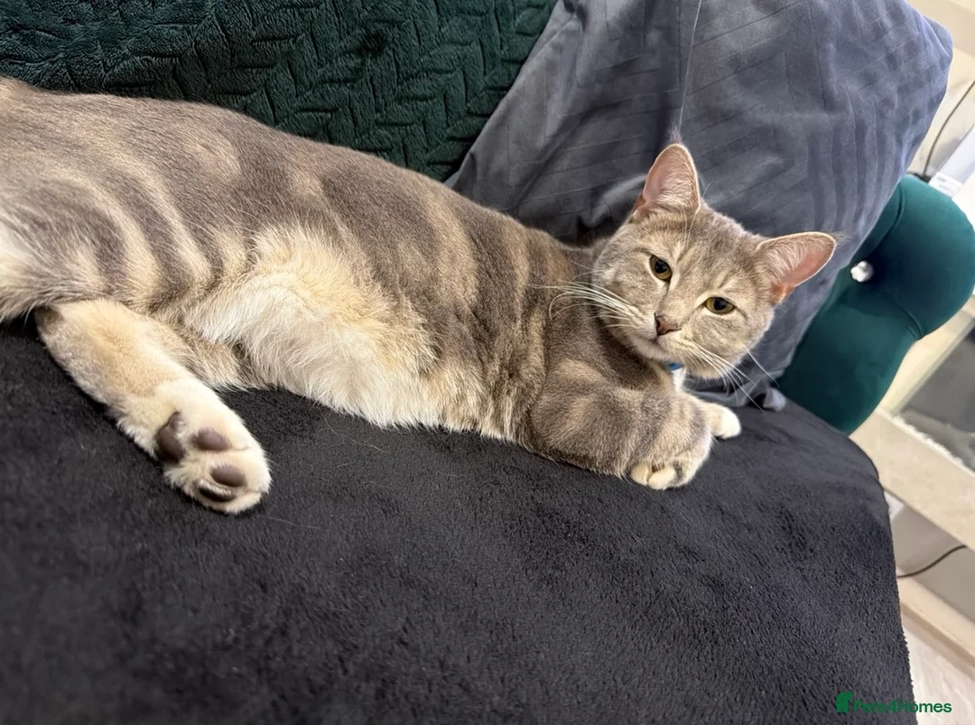 Domestic Shorthair cats for sale: Sweet 1 Year Old Cat Looking for His Forever Home - Advert 1