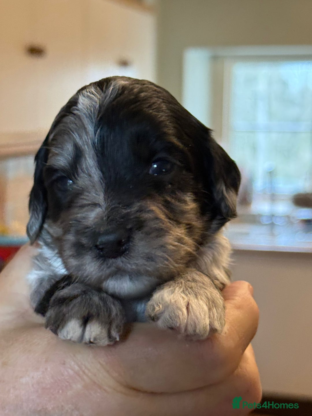 Sproodle dogs for sale: Merle F1 Sproodles 5⭐️Licenced Breeder full DNA - Advert 7